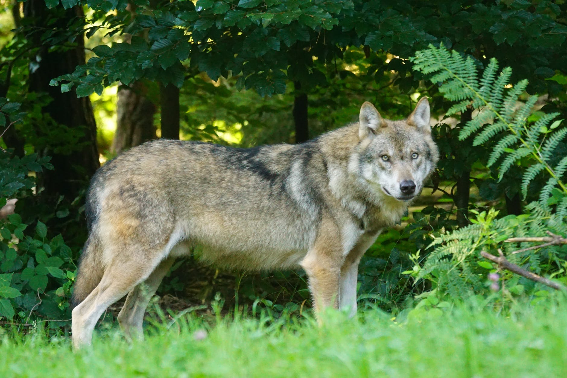 Italy says no to wolf cull — Il Globo