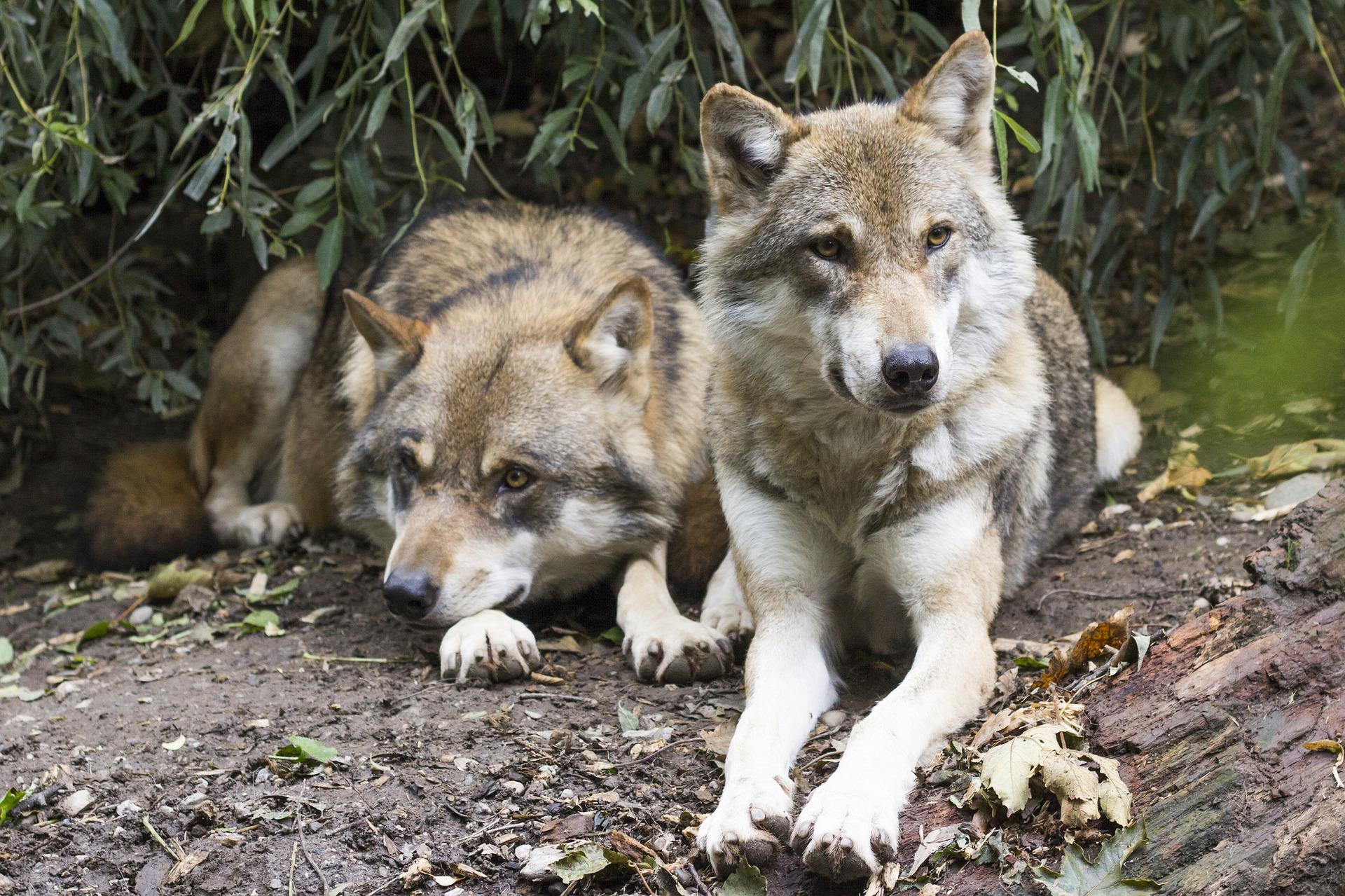 Italy's wolf population grows, now totals 3300 — Il Globo