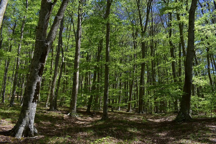 In Calabria Nasce Il Sentiero “la Via Dei Sediari” — Il Globo